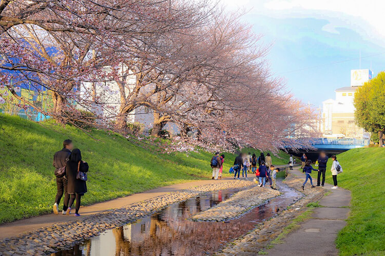 神奈川県立三ツ池公園の桜とヤナギ