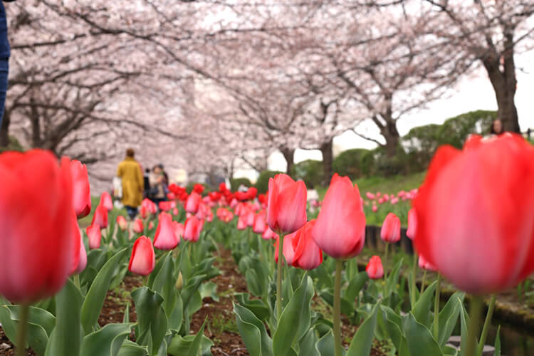 神奈川県立三ツ池公園の桜と花々
