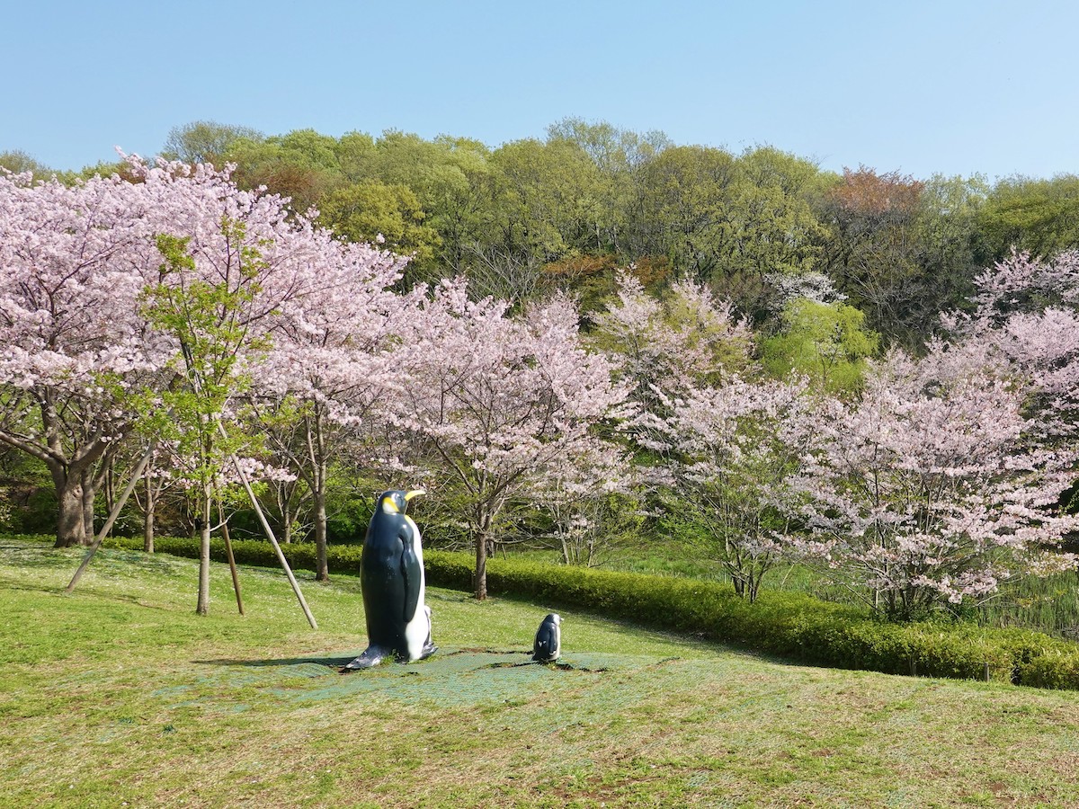 よこはま動物園ズーラシアのペンギンと桜