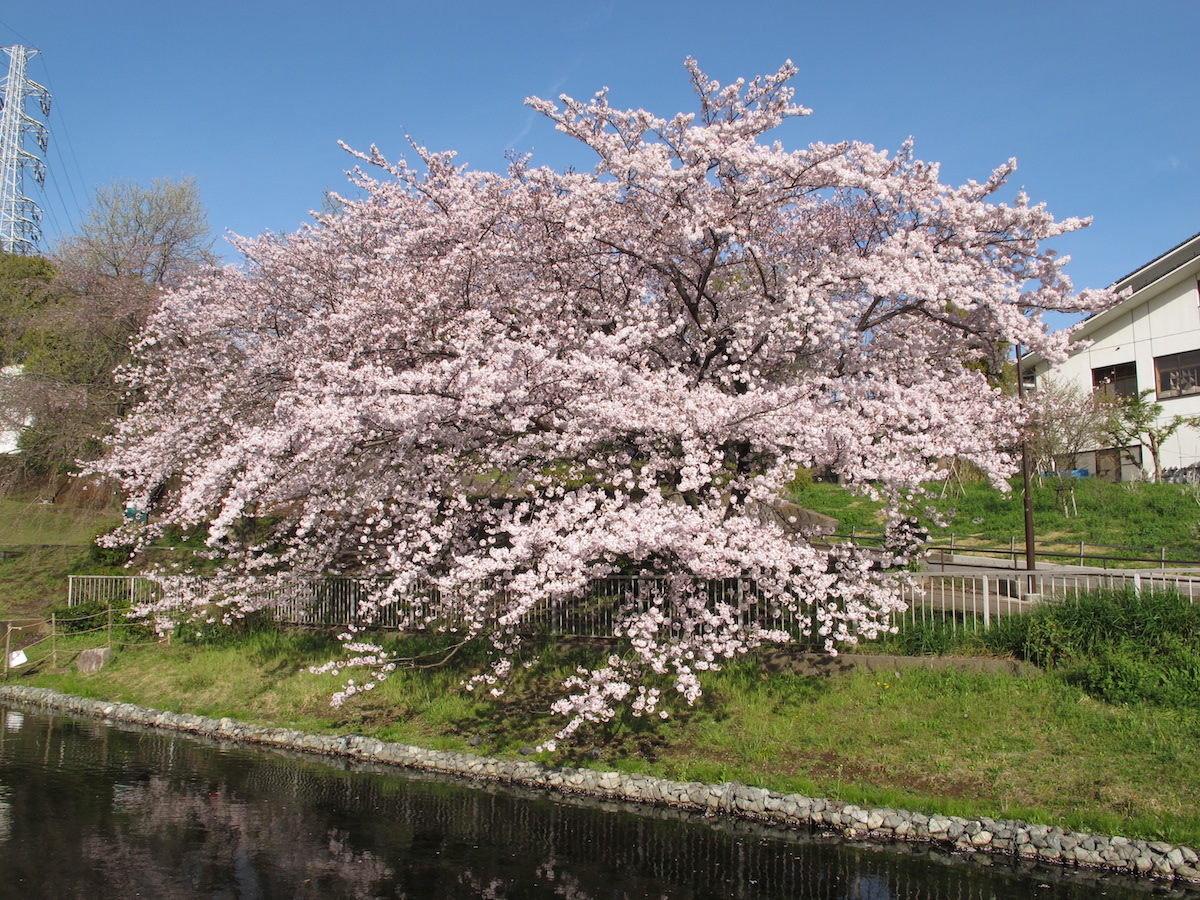 三ツ沢公園競技場と桜