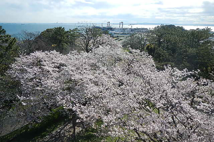 野島公園の桜