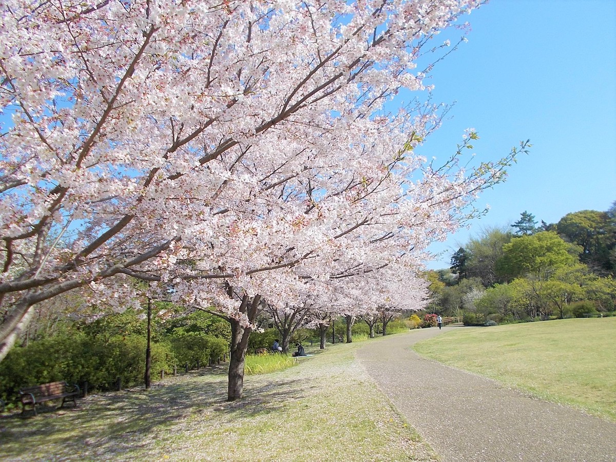 俣野別邸庭園のソメイヨシノ