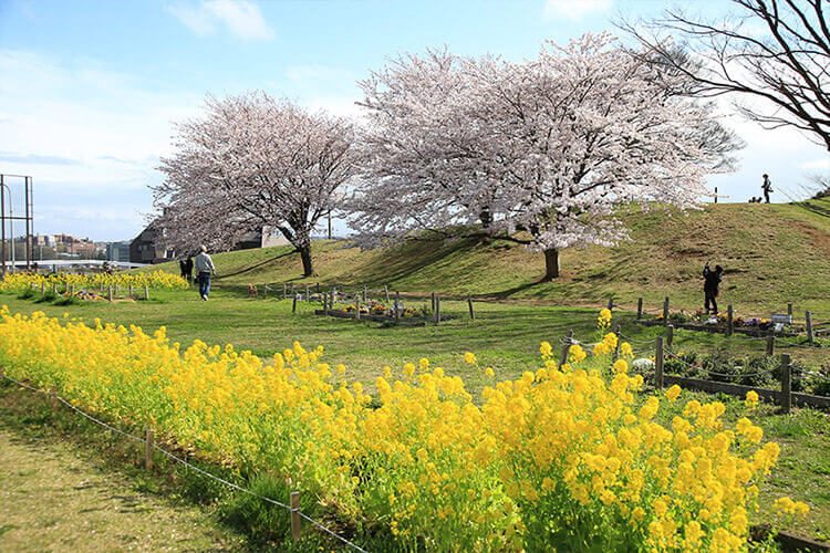 清水ヶ丘公園の菜の花とサクラ