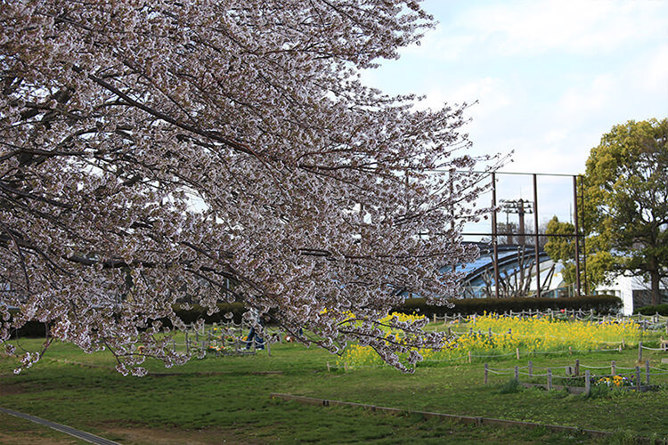 清水ヶ丘公園のソメイヨシノ