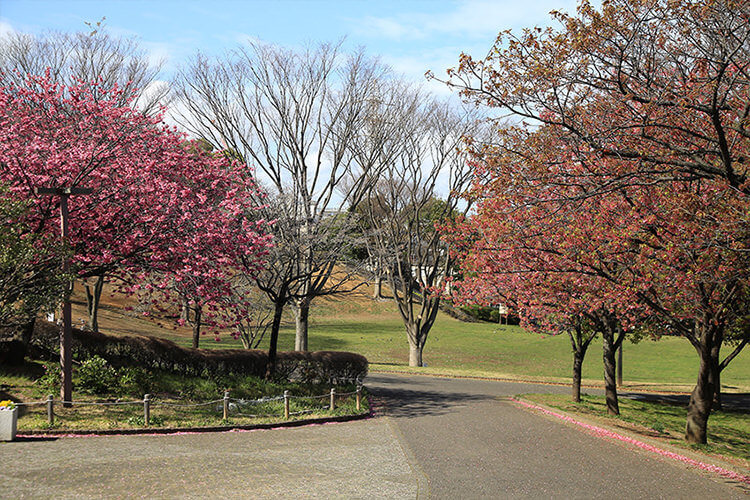 清水ヶ丘公園の色んな種類のサクラ