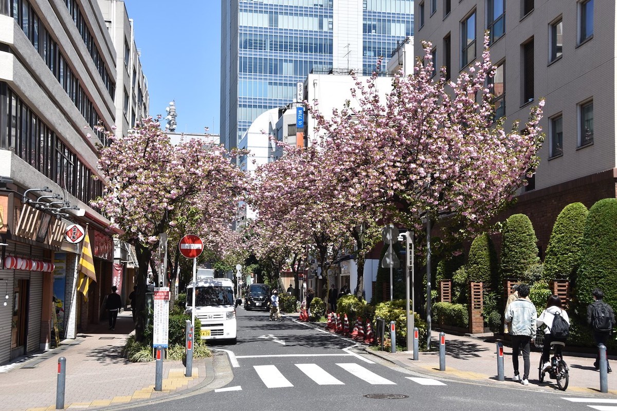 関内桜通り