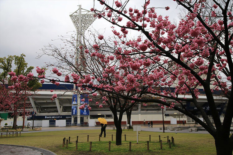 横浜スタジアムと緋桜