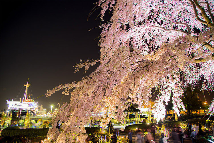 枝垂桜と氷川丸　夜桜