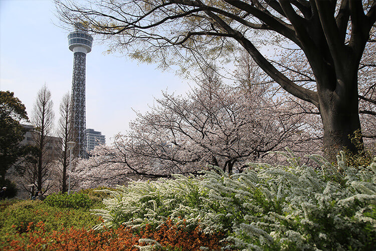 山下公園のユキヤナギと桜とマリンタワー