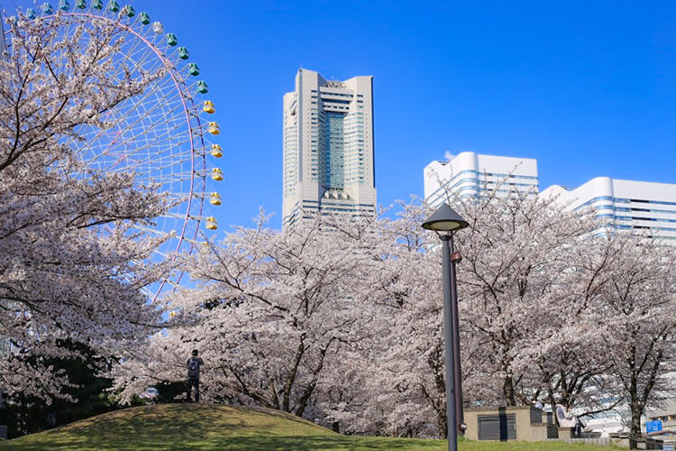 コスモワールドとランドマークタワーとさくら