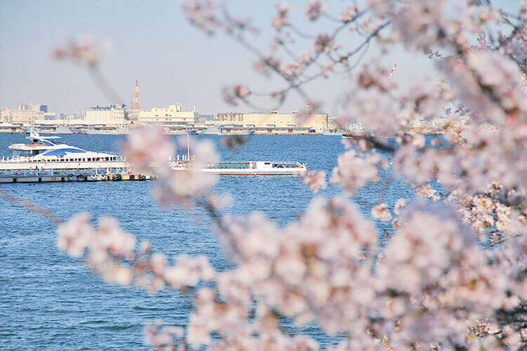 カップヌードルミュージアムパークからみるコスモワールドと桜