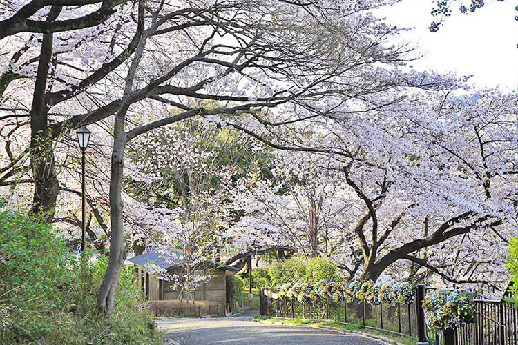 掃部山公園の桜のトンネル