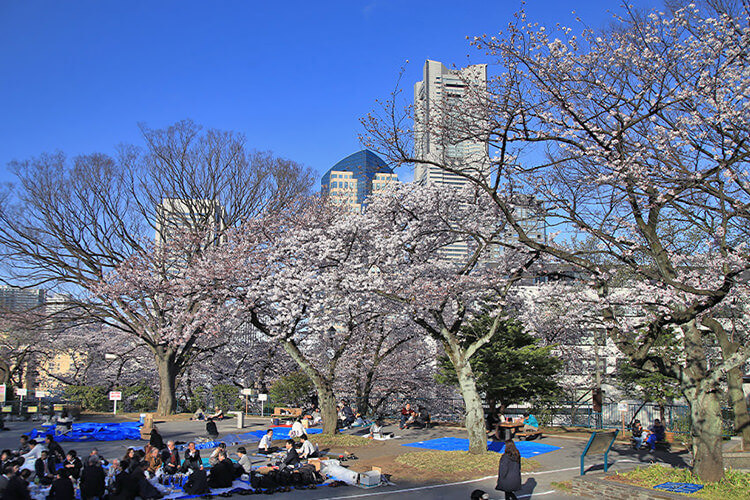 掃部山公園のお花見スポット