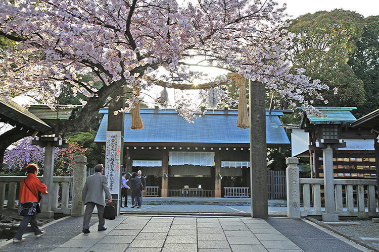 伊勢山皇大神宮の本殿と桜