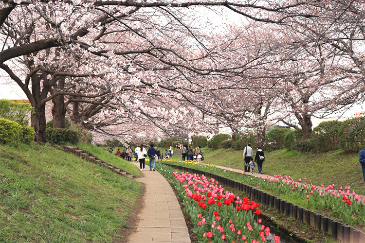 江川せせらぎ緑道の桜と赤白黄色などのチューリップ