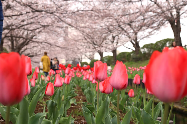 江川せせらぎ緑道の桜とチューリップ