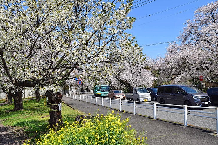 富岡総合公園の桜