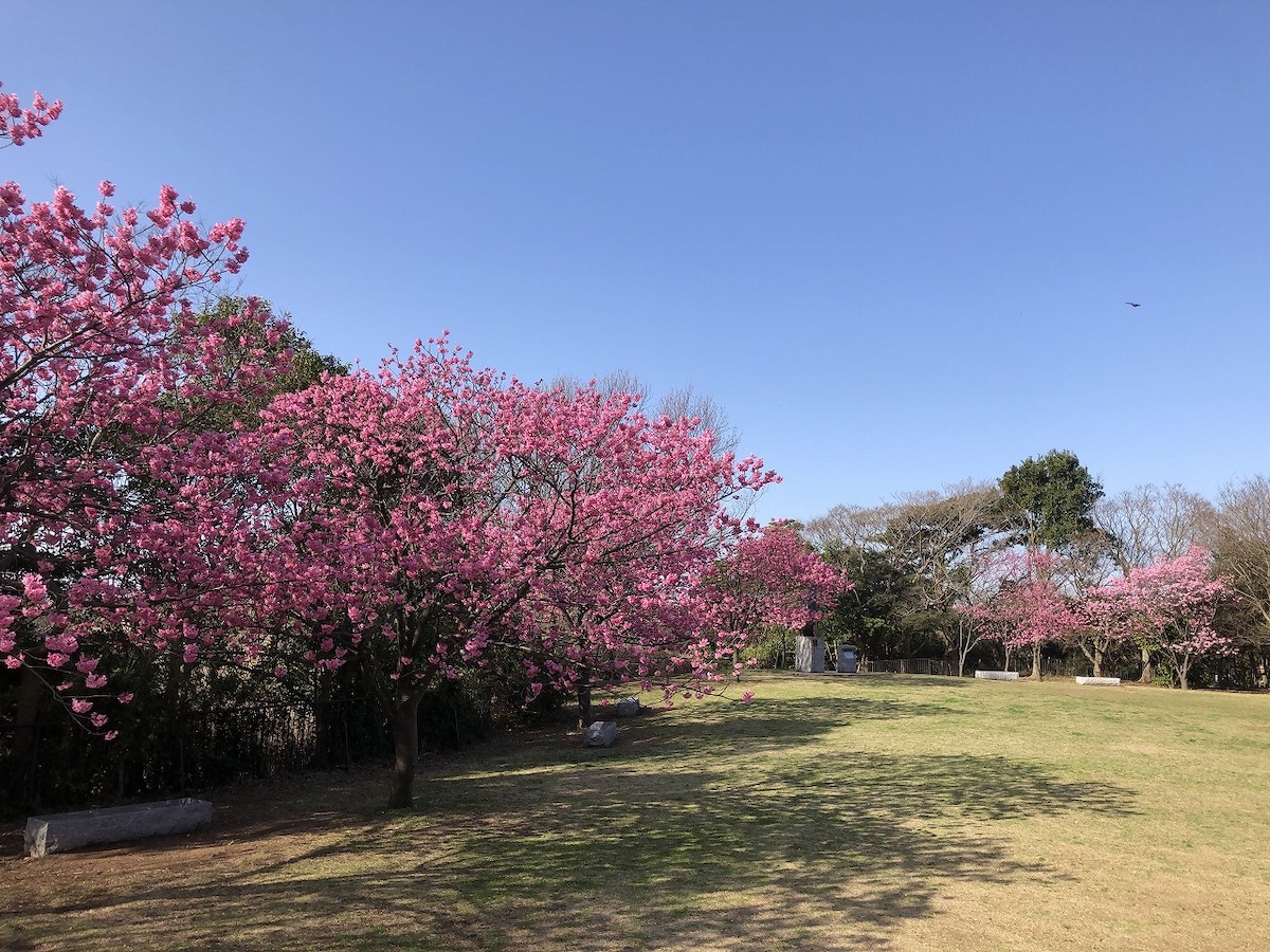 本牧山頂公園のヨコハマヒザクラ