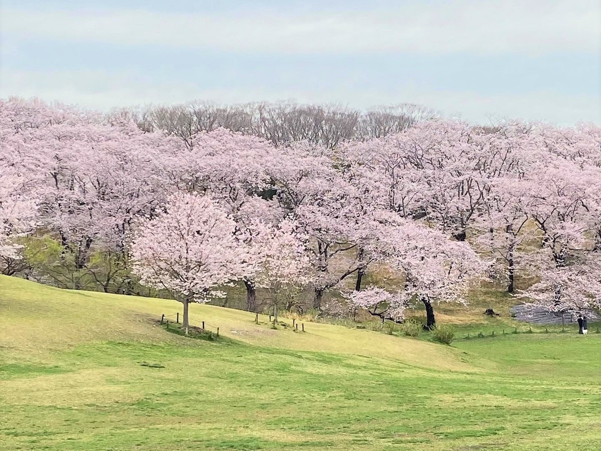 根岸森林公園の桜と芝生