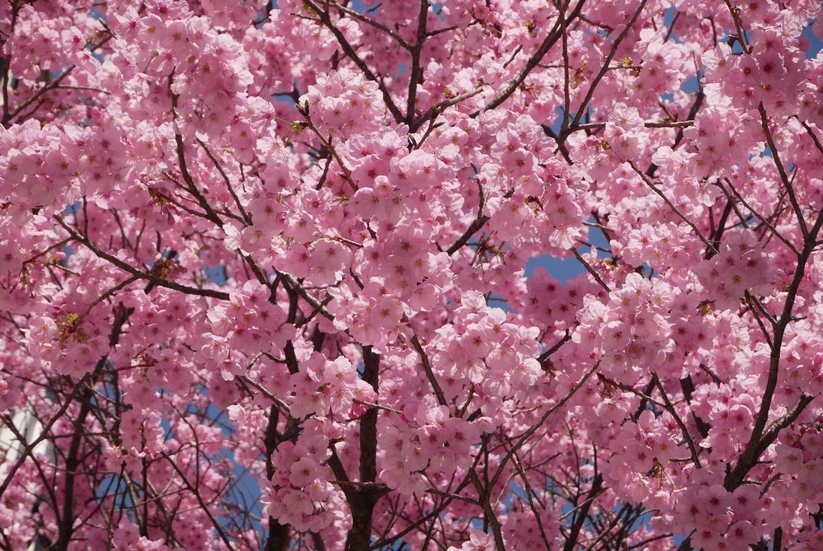 関内桜通り