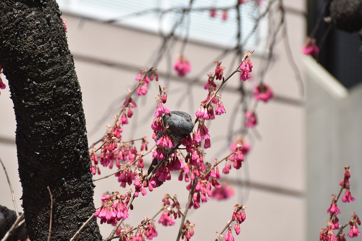 関内桜通り