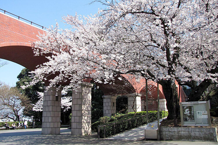 神奈川近代文学館前の桜