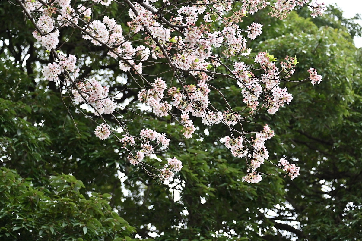野毛山動物園の桜