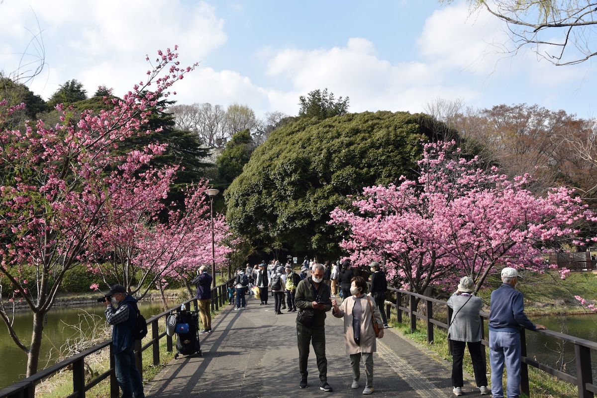 神奈川県立三ツ池公園の桜と橋