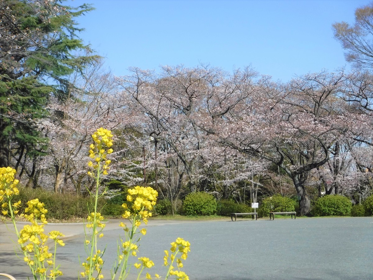 三ツ沢公園　の桜