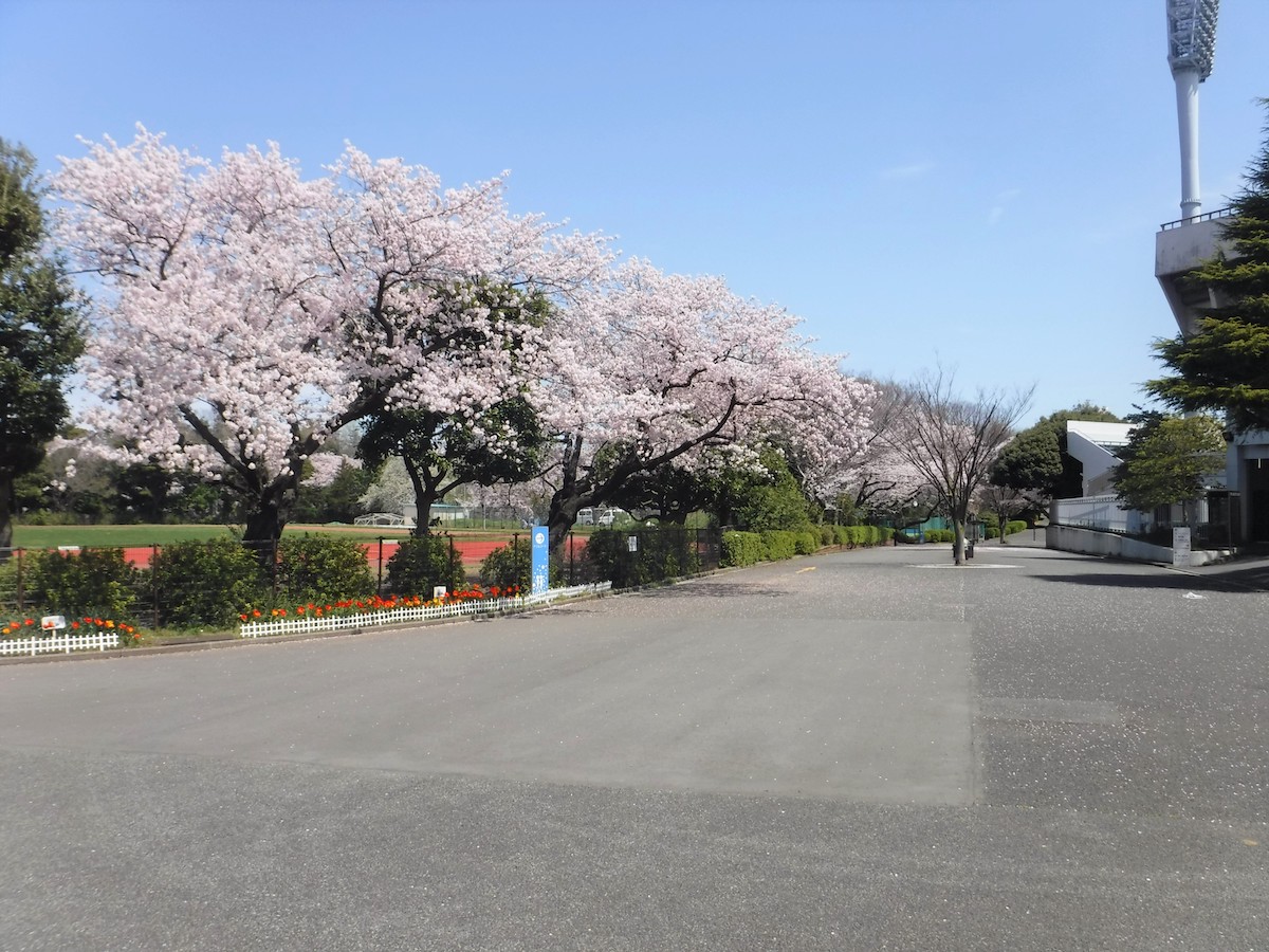 三ツ沢公園競技場と桜