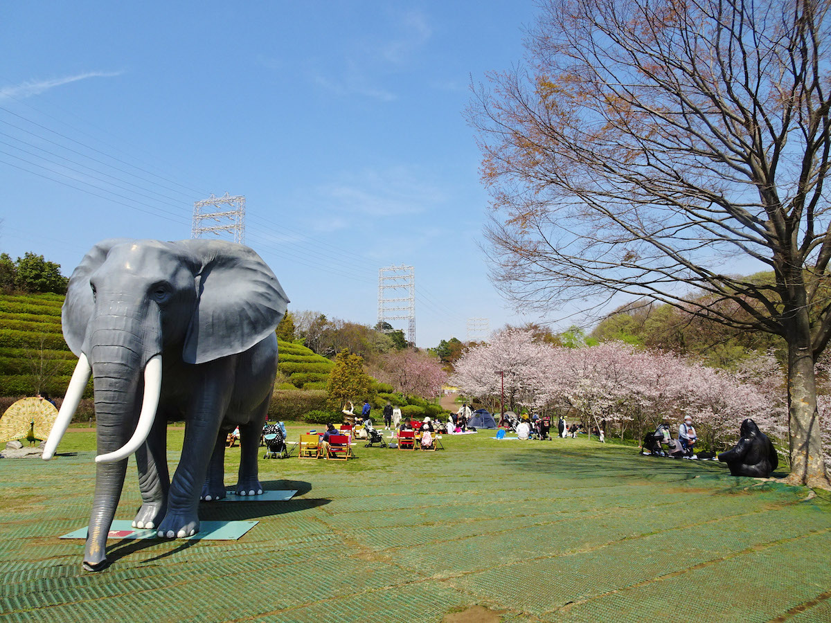 よこはま動物園ズーラシアのお花見スポット