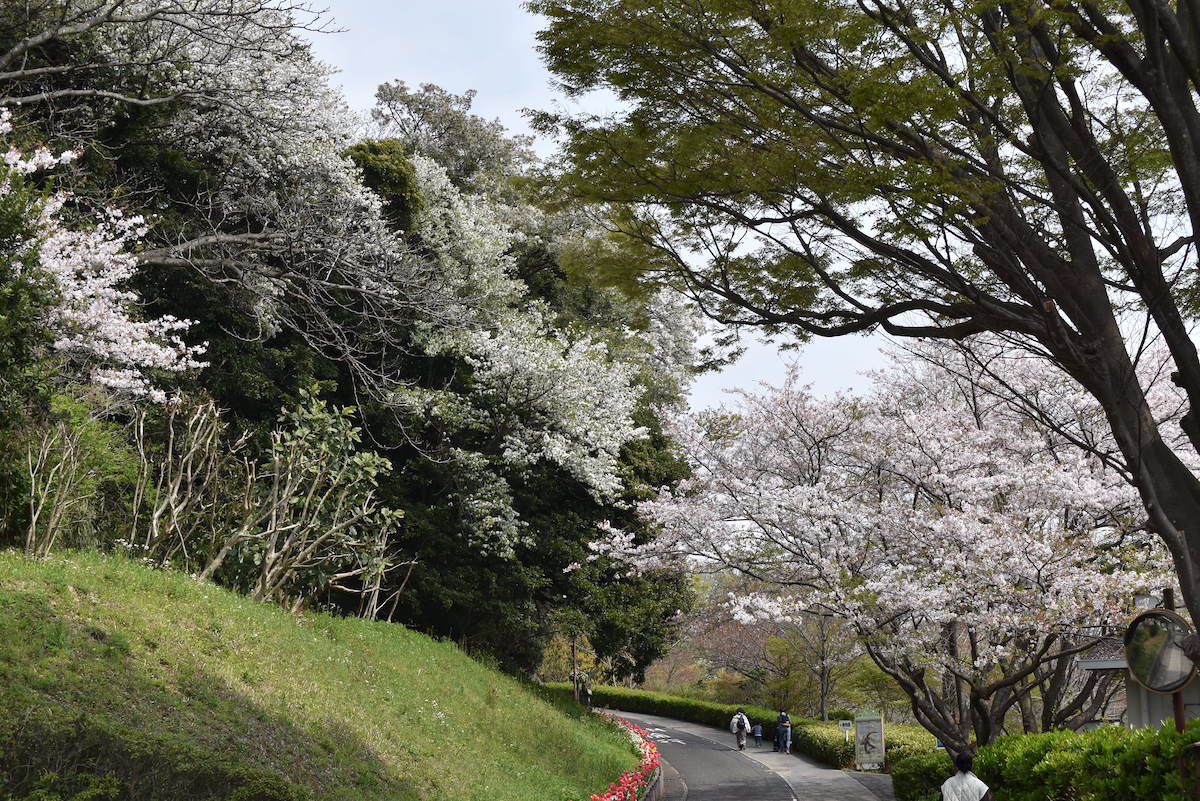 金沢自然公園 夏山口の桜