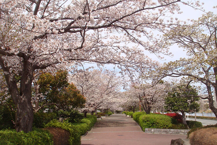 長浜公園の桜