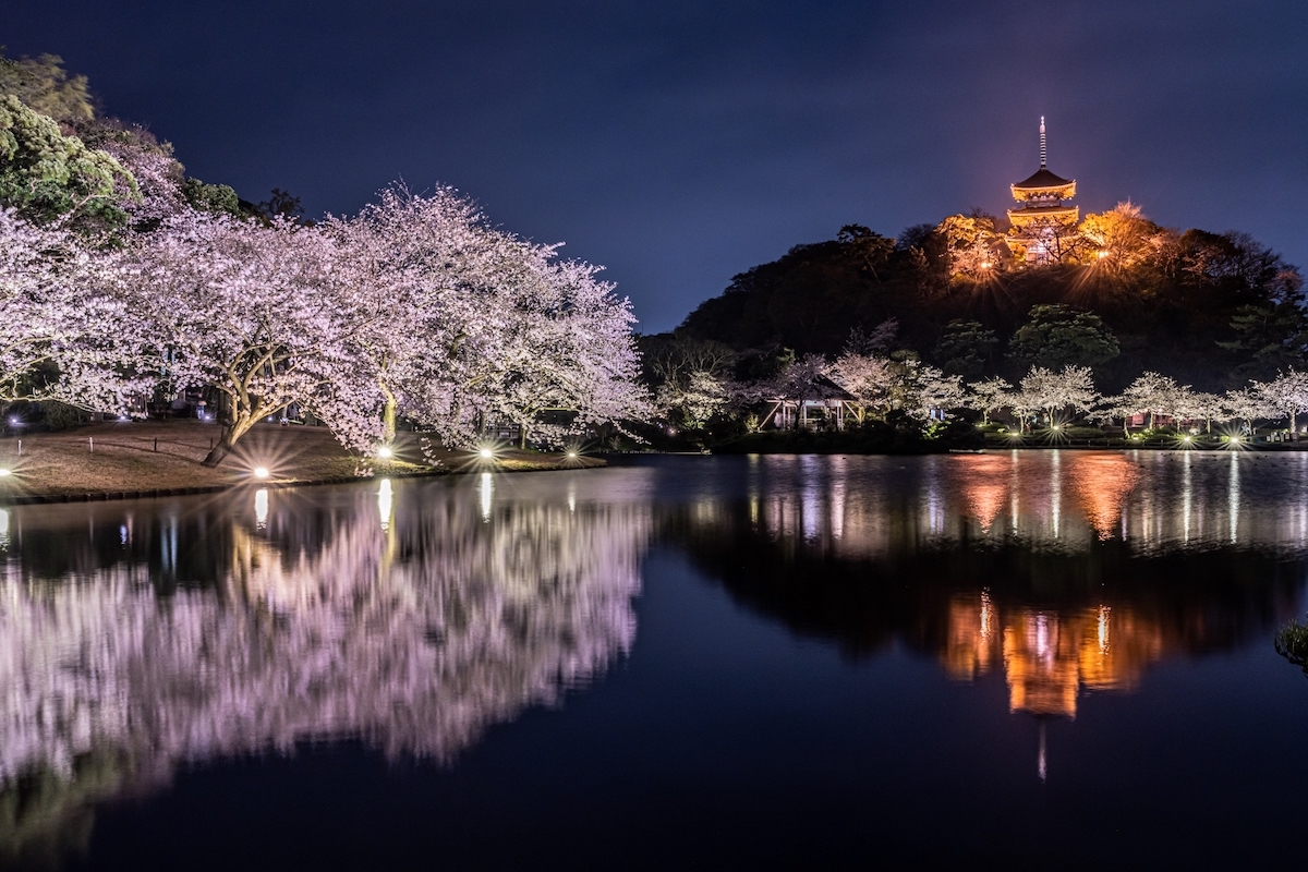 大池越しの桜と鶴翔閣