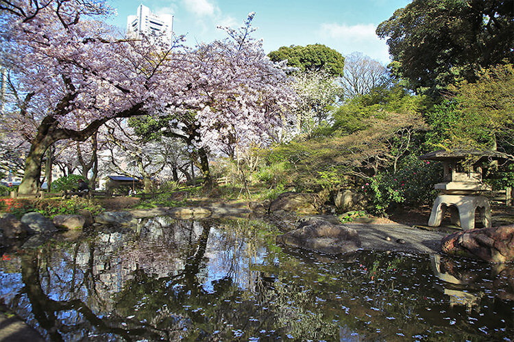 掃部山公園の庭園と桜