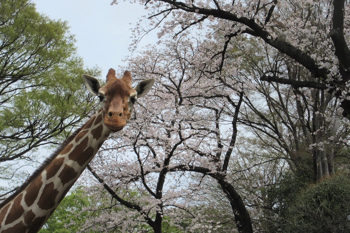 横浜市立野毛山動物園の桜とキリン
