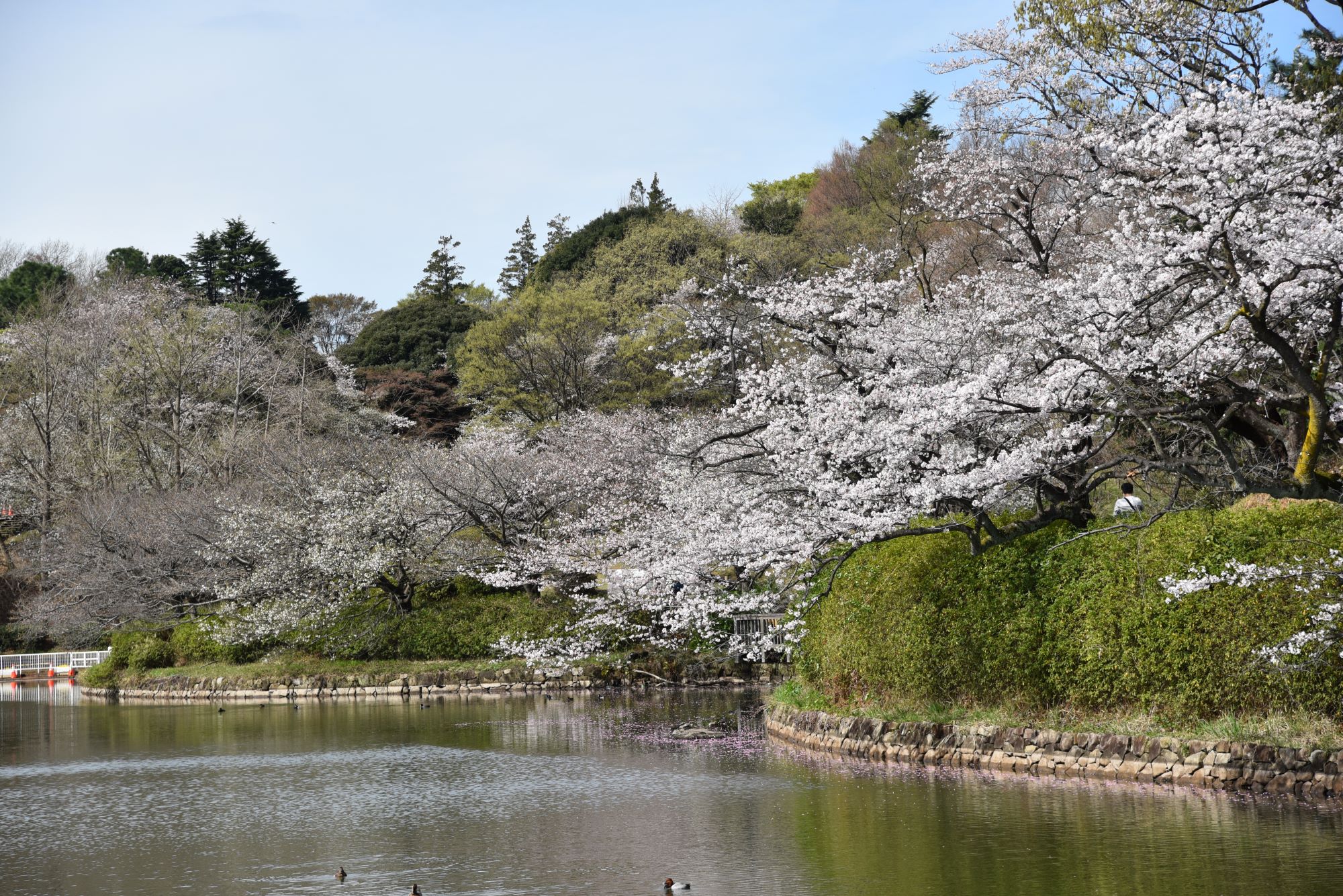 神奈川県立三ツ池公園の池辺の桜