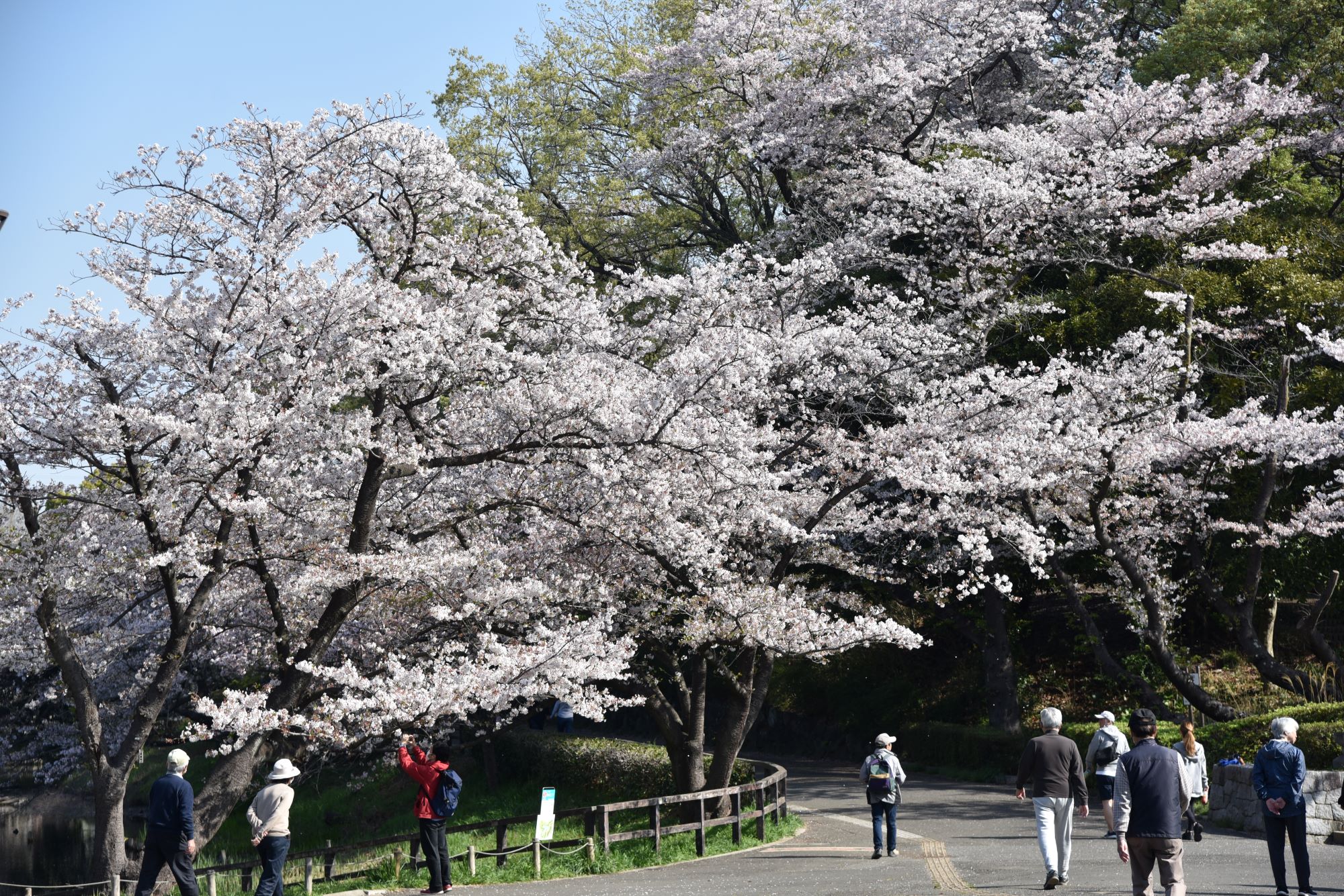 神奈川県立三ツ池公園の桜