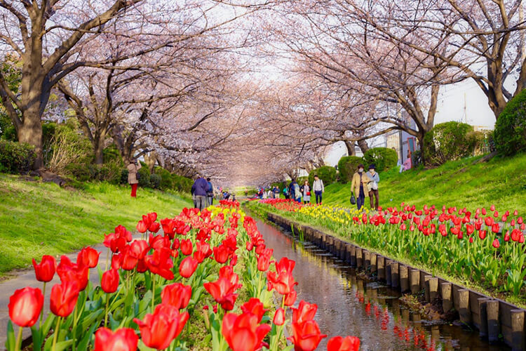 江川せせらぎ緑道の桜とチューリップ