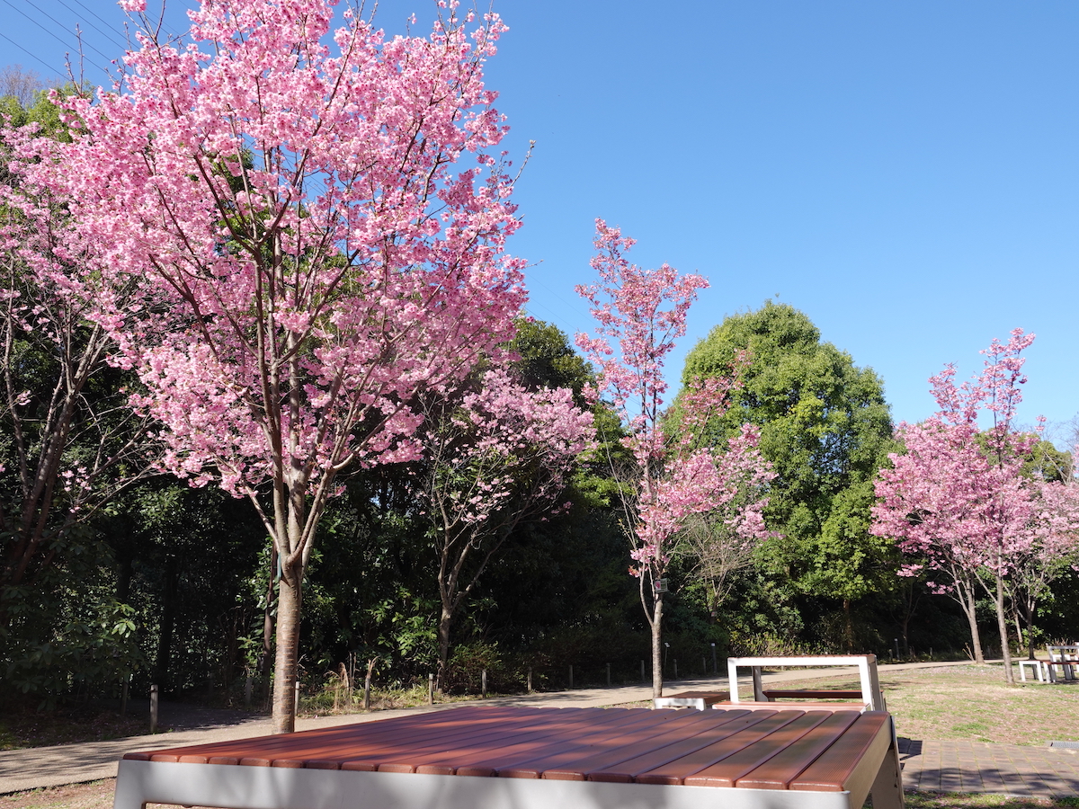 よこはま動物園ズーラシアの桜