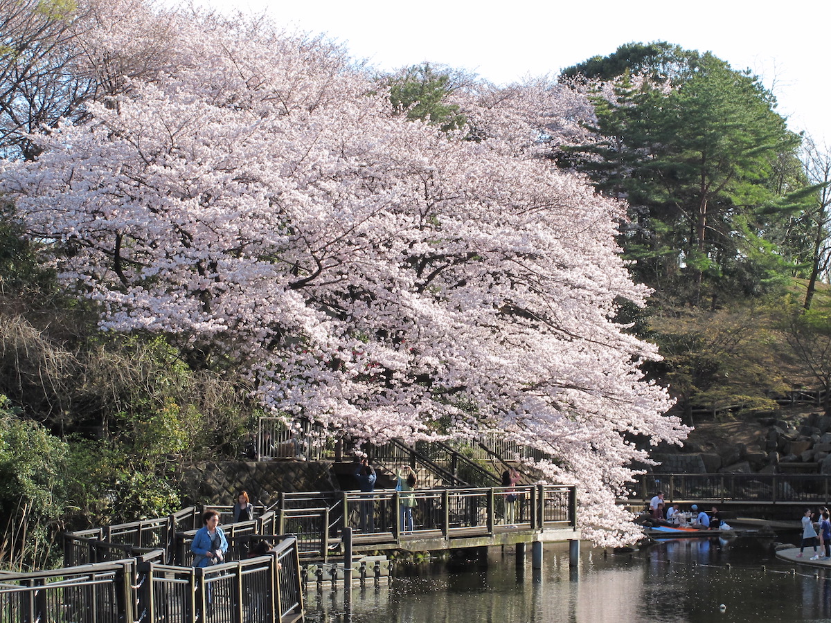 岸根公園の川辺の桜