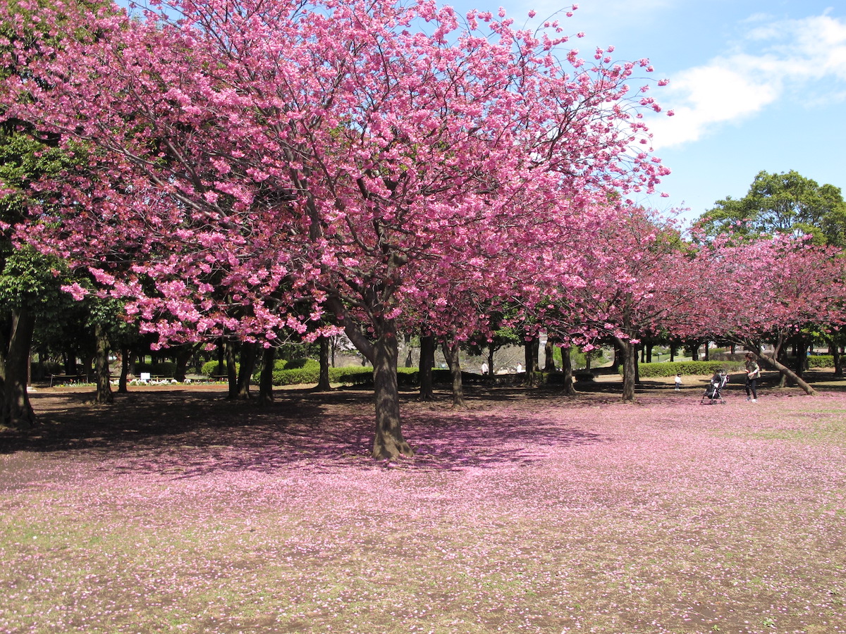 岸根公園の川辺の桜