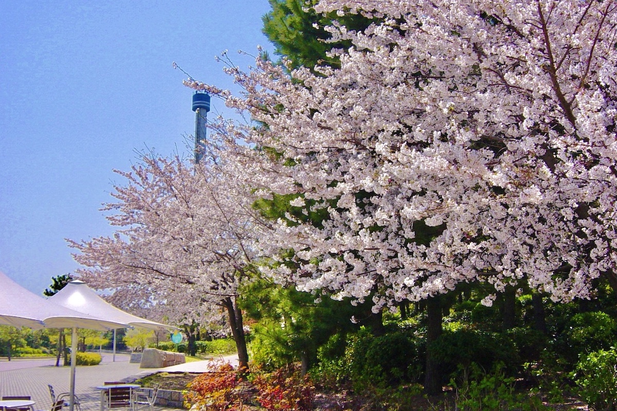横浜・八景島シーパラダイスの桜