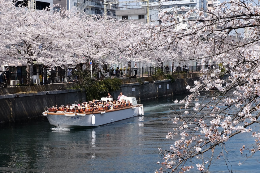 2022春爛漫大岡川お花見クルーズ＜京浜フェリーボート＞