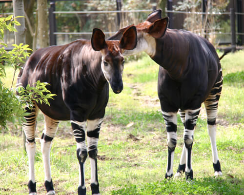 よこはま動物園ズーラシア