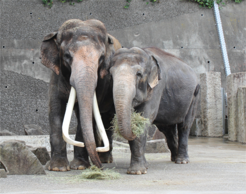 金沢動物園