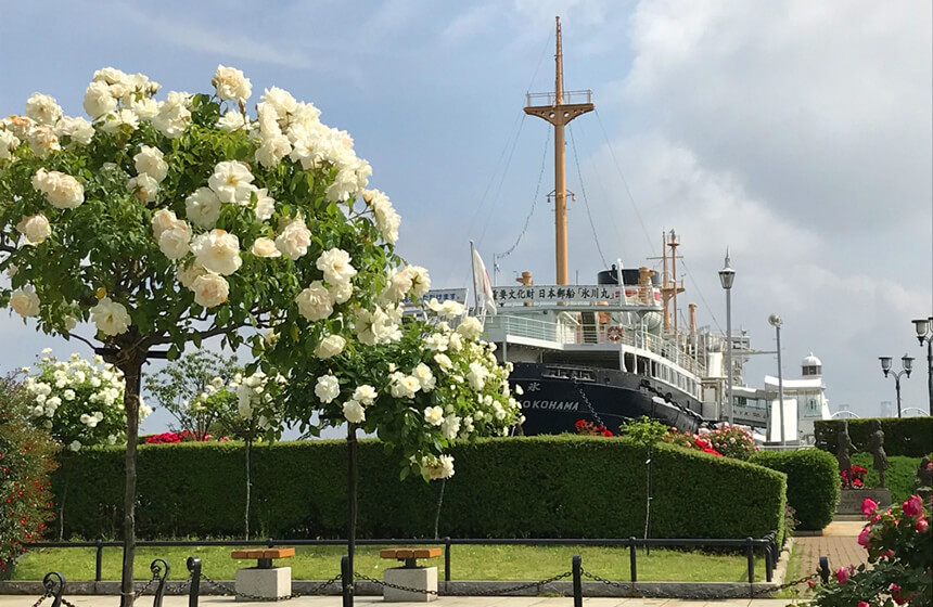 横浜ローズウィーク 山下公園 バラ