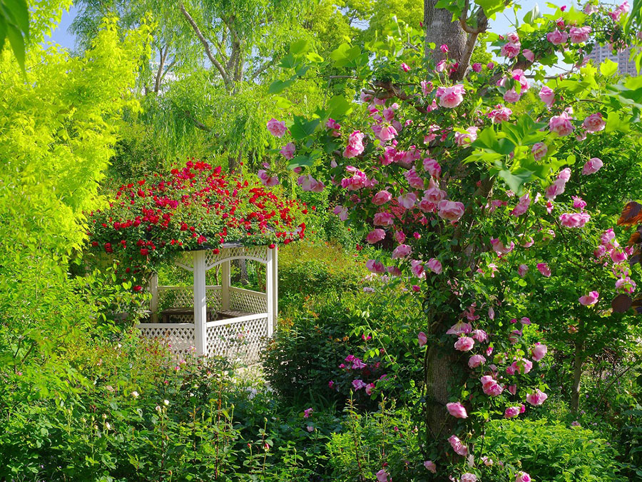 横浜イングリッシュガーデン バラ
