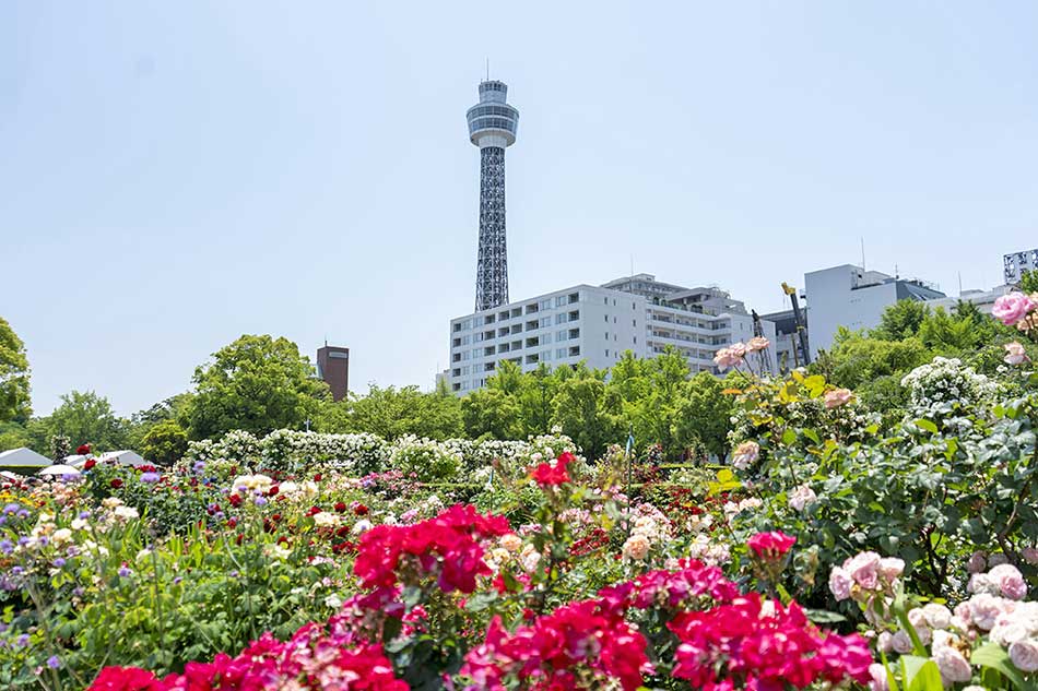 山下公園 バラ