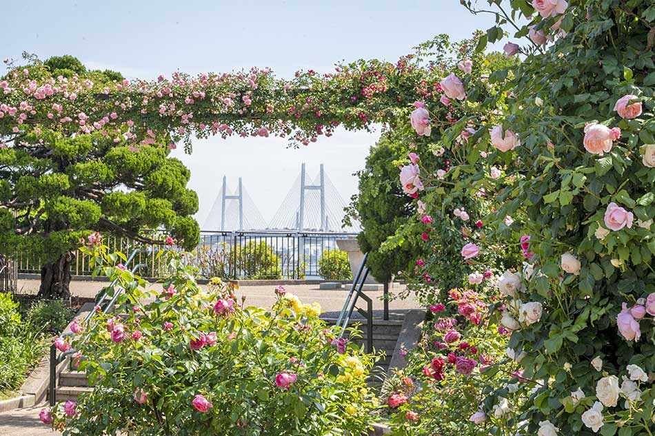 港の見える丘公園 バラ